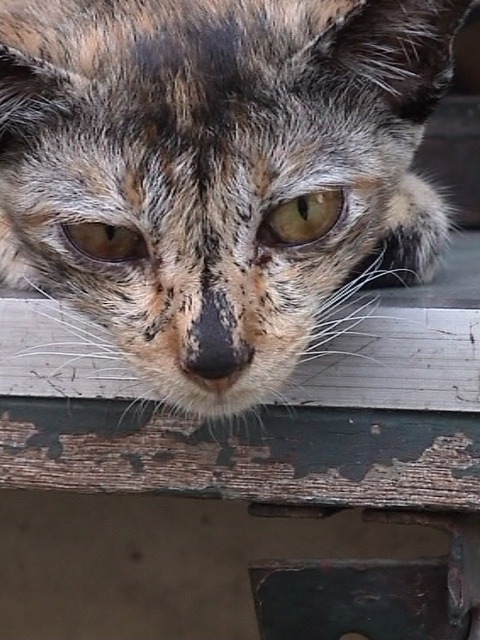 A Bangkok Cat!